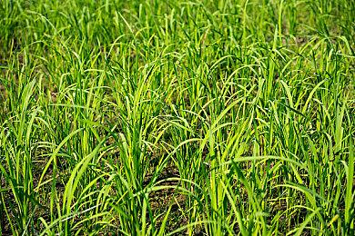 ARPG游戏《Hell Clock》新预告 巴西版暗黑！